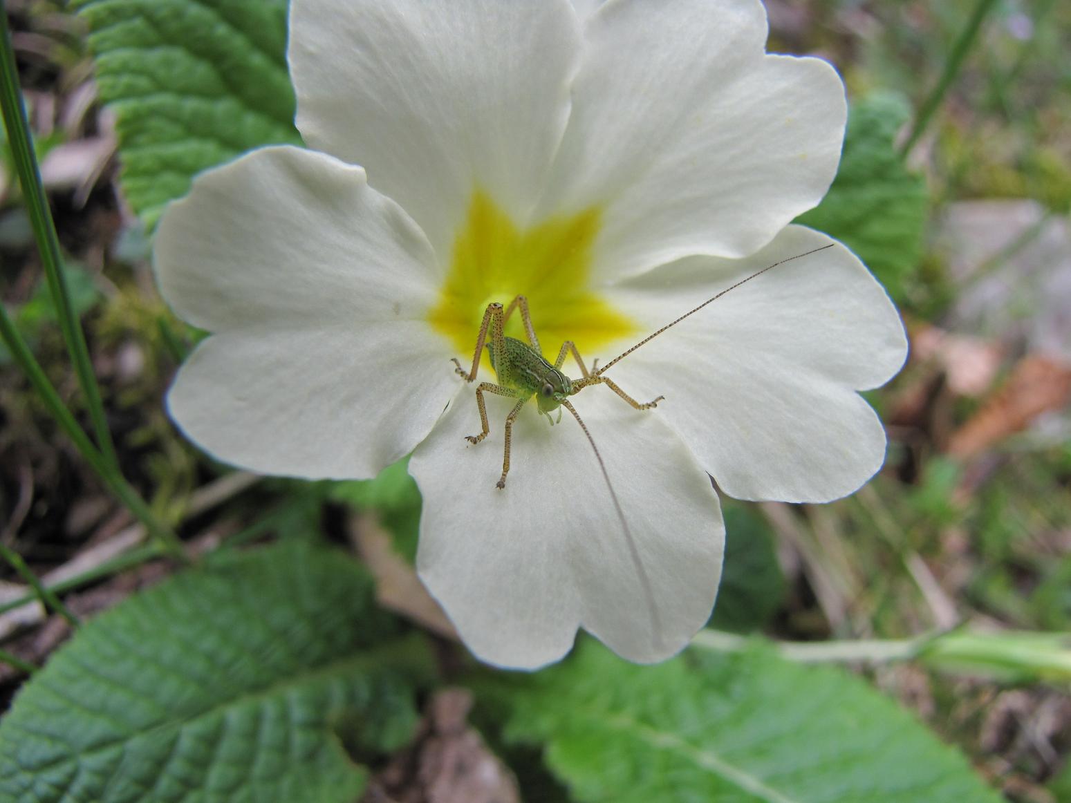 Domenica 5/4 Lago di Garda per orchidee (ex 29/3)